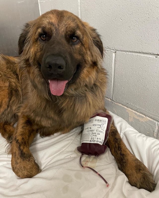 Gunner the dog with his blood donation