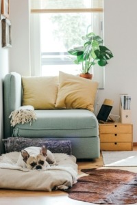 Dog on floor in front of couch